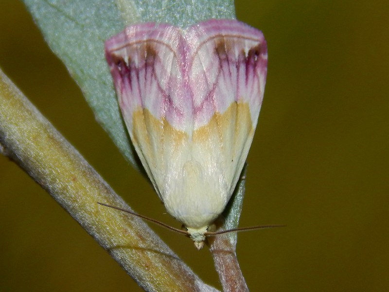 Eublemma purpurina